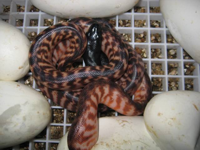 www.snakeguy.de - Captive Bred Corn Snakes, Ball Pythons, Boas